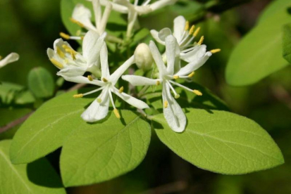 Morrowi kuslapuu (Lonicera morrowii)
