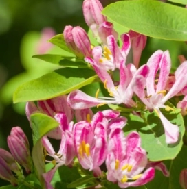 Tatari kuslapuu ´Rosea´ (Lonicera tararica)