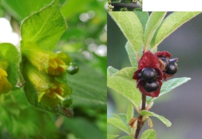 Ledebburgi kuslapuu (Loniceera ledebourgii)