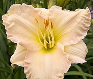 Päevaliilia ´Lullaby Baby´ (Hemerocallis)