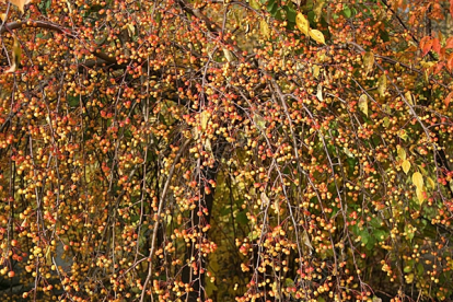 Õunapuu ´Pendula´ (Malus baccata)