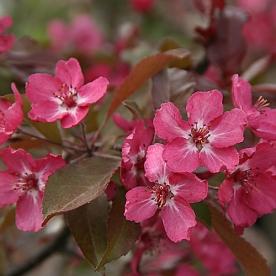 Iluõunapuu ´Linnanmäki´ (Malus purpurea) - 0,5 m okulaat