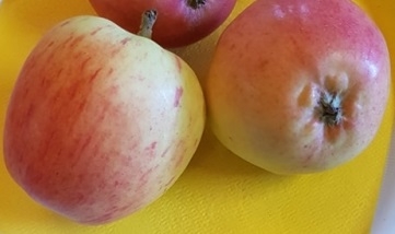 Aed õunapuu ´Maadla suveõun´ (Malus domestica)