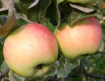 Aedõunapuu ´Orlovskii Sinap´ (Malus domestica)