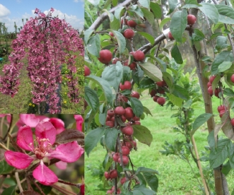 Leinaõunapuu ´Pendula´  (Malus purpurea) - Tellimisel