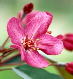 Iluõunapuu ´Stenstörm´ (Malus)