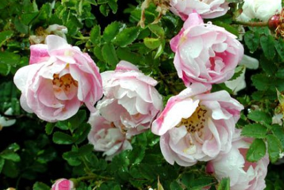Näärmeline kibuvits ´Maria Stjuart´ (Rosa pimpinellifolia)