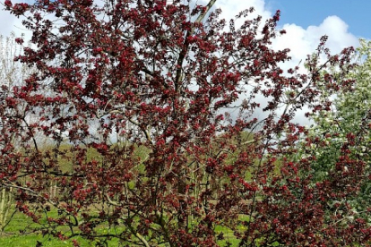 Iluõunapuu ´Red Silver´ (Malus) - 0.5 m kõrge istik