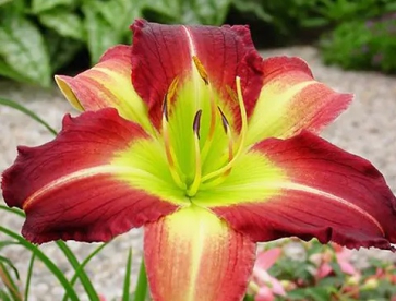 Päevaliilia ´Mike Reed´ (Hemerocallis)