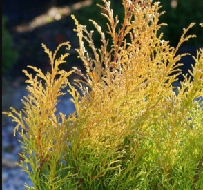 Mikrobioota ´Jacobsen´ (Microbiota)
