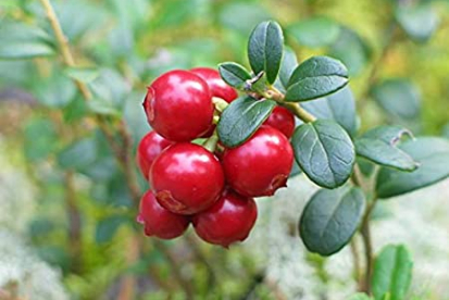 Pohl ´Minima´ (Vaccinum vitis-idaea)