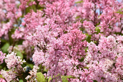 Prestoni sirel ´Miss Canada´ (Syringa)