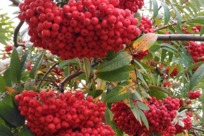 Pihlakas ´Moravica´ syn ´Edulis´ (Sorbus)