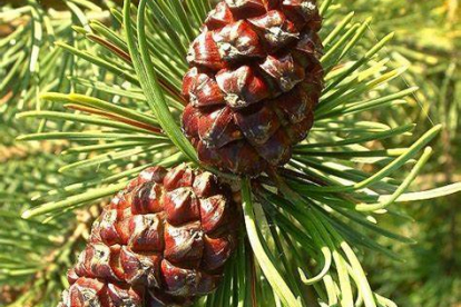 Mägimänd (Pinus mugo)