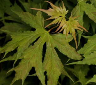 Harilik vaher ´Palmatifidum´ (Acer platanoides)