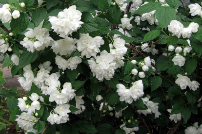 Ebajasmiin ´Arctica´(Philadelphus)