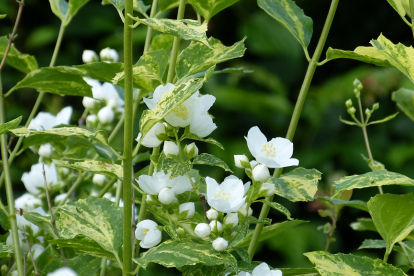 Ebajasmiin  'Innocence' (Philadelphus )