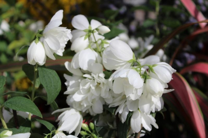 Ebajasmiin ´Snowbelle´ (Philadelphus)