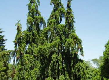 Harilik kuusk ´Pendula´ (Picea abies) tellimisel
