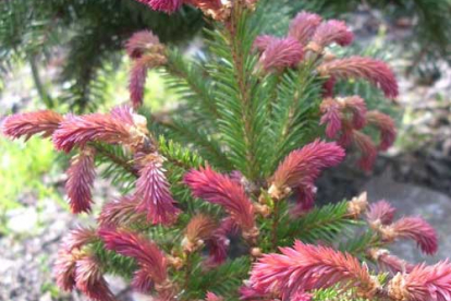 Harilik kuusk ´Rydal´ (Picea abies) - Tellimisel