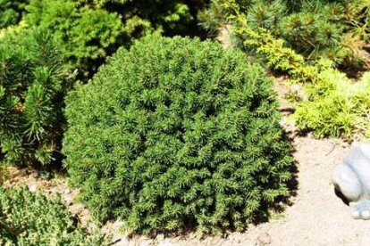 Harilik kuusk ´Hiiumaa` (Picea abies)