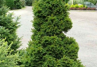 Harilik kuusk ´Dundaga´ (Picea abies)  - Tellimisel