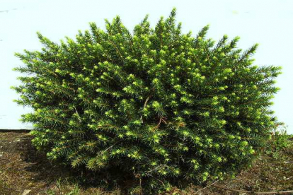 Serbia kuusk ´Karel´ (Picea omorica)  Tellimisel