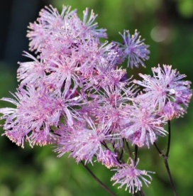 Kurekell-ängelhein ‘Nimbus Pink’  (Thalictrum aquilegifolium)