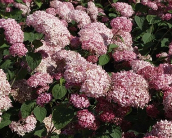 Puishortensia ´Pink Anabelle´ (Hydrangea arborescens)