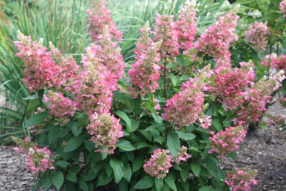 Aedhortensia ´Pinky Winky´ (Hyrdangea paniculata) - Tellimisel