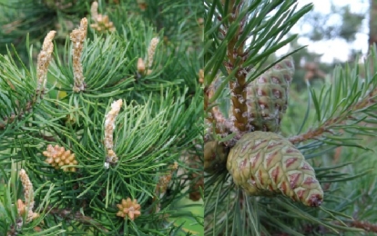 Hall mänd (Pinus banksiana)