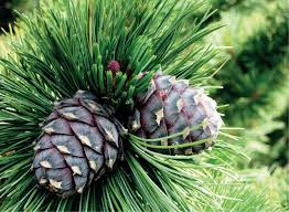 Alpi seedermänd (Pinus cembra) -Tellimisel