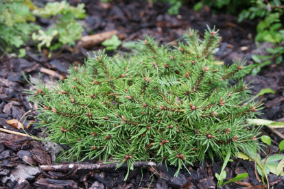 Harilik mänd ´Dooney Valley´ (Pinus sylvestris)