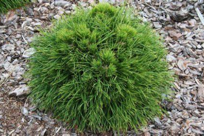 Mägimänd ´Varella´ (Pinus mugo) - Tellimisel