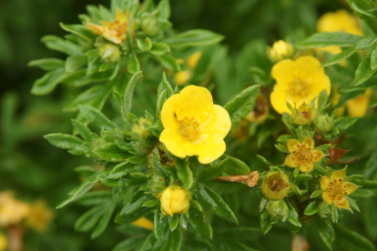 Põõsasmaran ´Pippa´ (Potentilla fruitcosa) - P11 noortaim