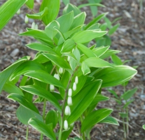 Madal kuutõverohi (Polygonatum humile)