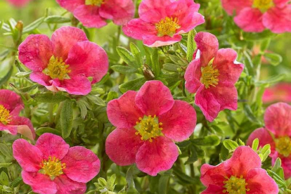 Põõsasmaran ´Danny Boy´ (Potentilla fruticosa)