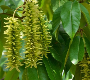 Hiina tiibpähklipuu (Pterocarya stenoptera) noortaimed