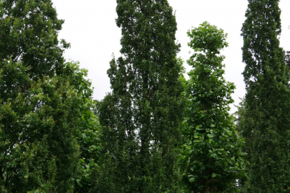 Püramiidtamm (Quercus robur f. fastigiata)