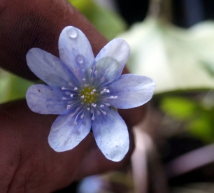 Harilik sinilill ´R25´ (Hepatica nobilis) - saadavus alates mai 2024