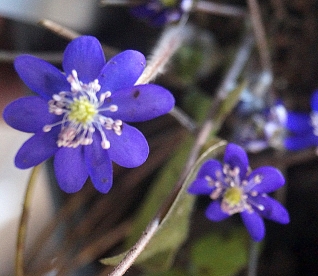 Harilik sinilill ´R 28´ (Hepatica nobilis)