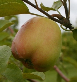 Aed õunapuu ´Rae ime´ (Malus domestica) - kuni 40 cm kõrge okulaat