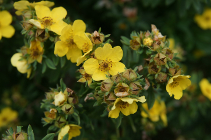 Põõsasmaran ´Rebase´ (Potentilla fruticosa) - P11 noortaim.