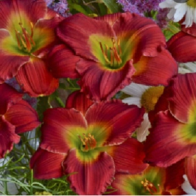 Päevaliilia ´Red Hot Returns´ (Hemerocallis)