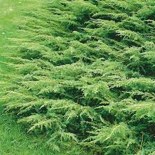 Harilik kadakas ´Repanda´ (Juniperus communis) - tellimusel