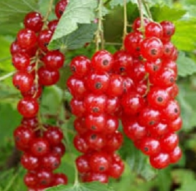 Punane sõstar ´Rondom´ (Ribes rubrum)