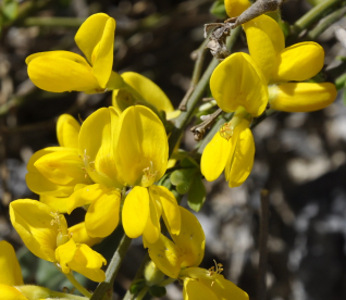 Roomav luudpõõsas (Cytisus decumbens)