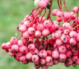 Pihlakas ´Rose Elegans´ (Sorbus)