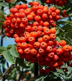 Harilik pihlakas ´Rossica Major´ (Sorbus aucuparia) - 0,5 m okulaat