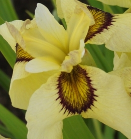 Võhumõõk ´Ryugan´ (Iris pseudata)